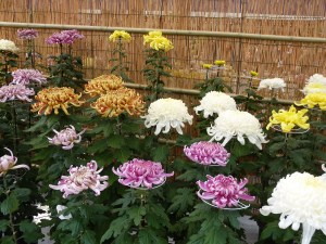 You don't see chrysanthemums like this in Australia very often