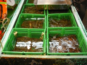 Ebi also known as prawns