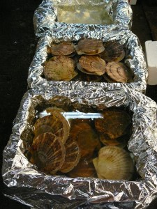 Live scallops