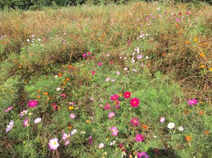 Garden patch planted to cosmos