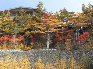 Autumn colours at Mt Fuji 5th Station
