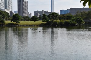 Ducks bobbing on the lake