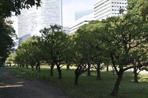 Ume grove