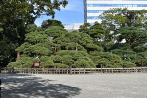 300 year old pine tree