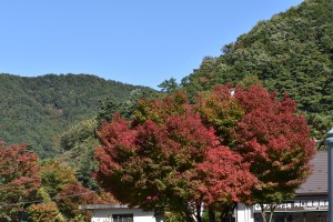 Autumn colours at Mt Fuji 5th Station