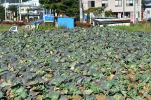 Cabbage farm near Kawaguchiko