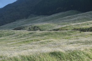 Japanese Pampas grass on the way to Lake Ashi