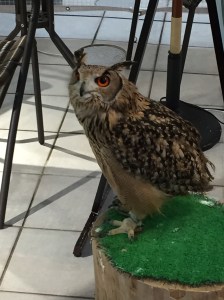 Owl at the Owl Cafe