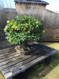 Quince Bonsai