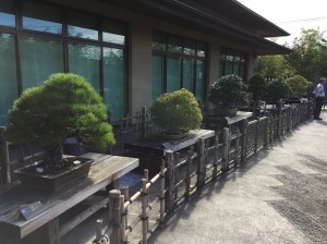 Bonsai on display Omiya Bonsai Art Museum