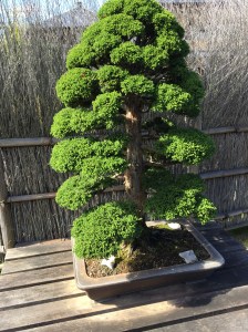 Bonsai on display Omiya Bonsai Art Museum