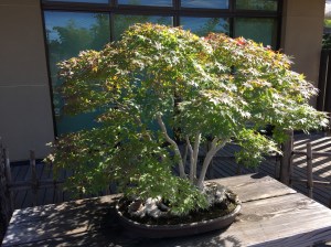 Maple Bonsai on display Omiya Bonsai Art Museum