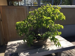 Bonsai on display Omiya Bonsai Art Museum