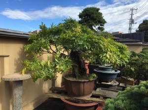 Bonsai on the road outside a nursery
