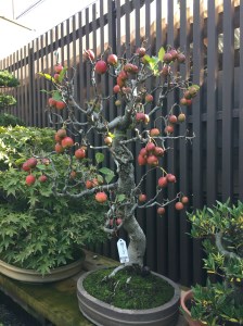 Apple Bonsai at Seikoen
